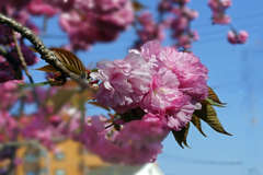 まだ咲いていた八重桜　②