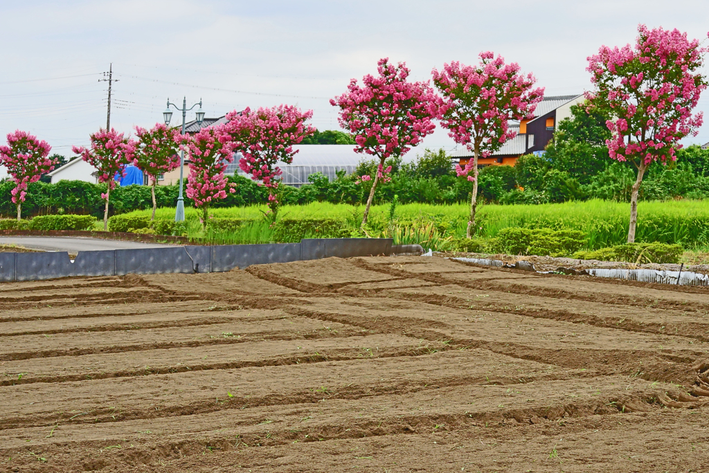 盛夏の頃の百日紅