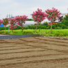 盛夏の頃の百日紅