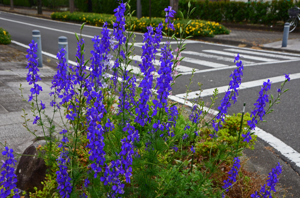 花と横断歩道 Ⅱ