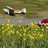 菜の花と軽飛行機