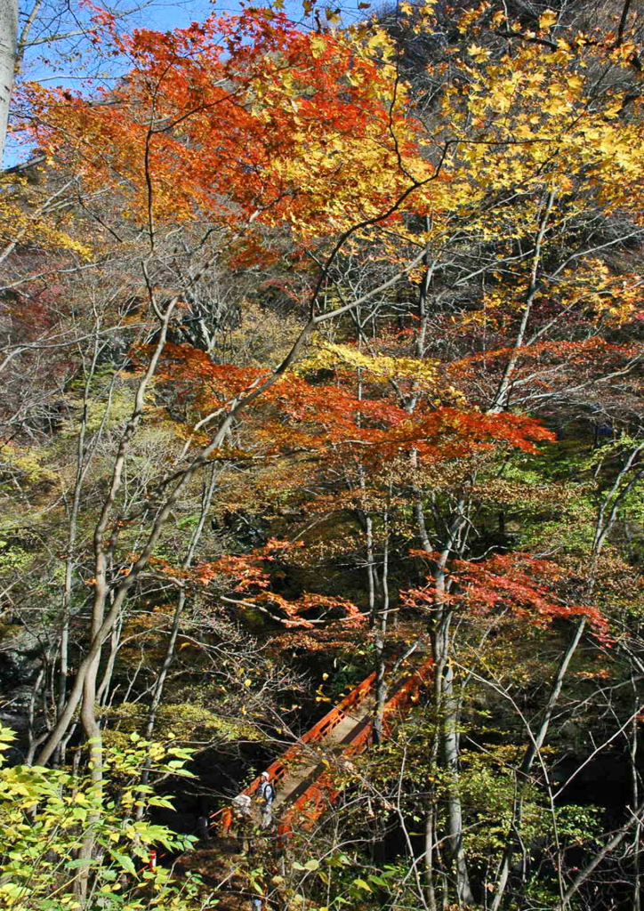 吾妻渓谷　⑧ 鹿飛橋 付近の紅葉