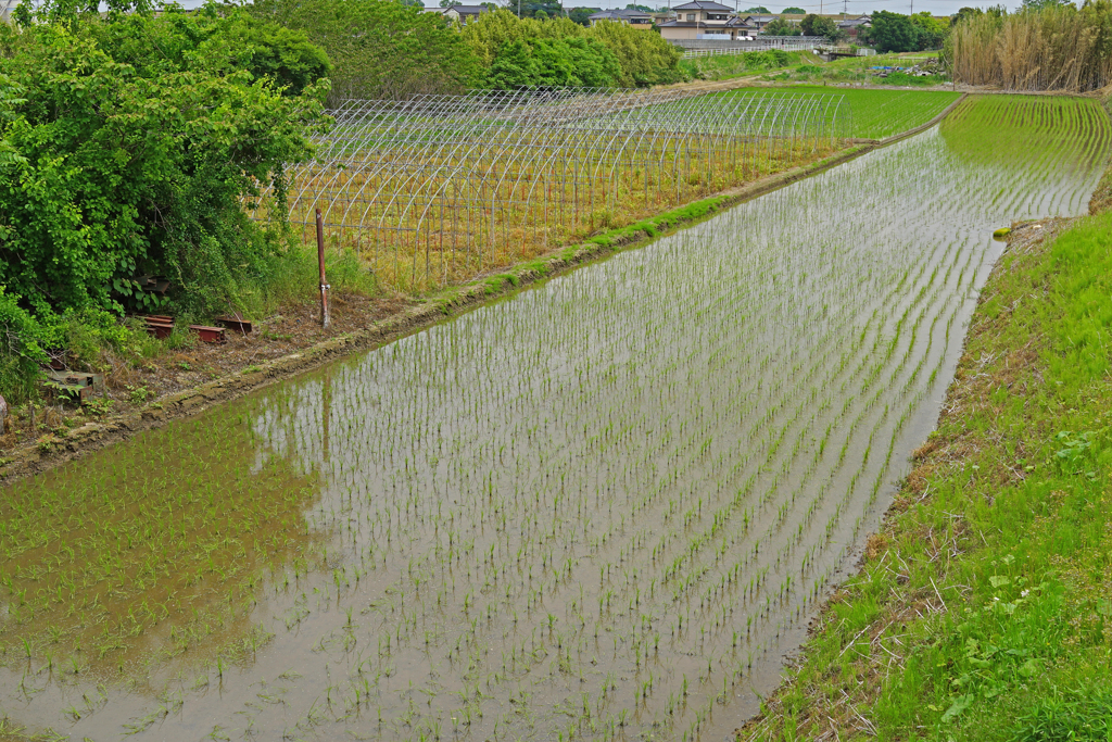 土手下の長い田圃
