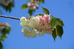 2020御衣黄桜　⑥ 赤味を帯びてきた