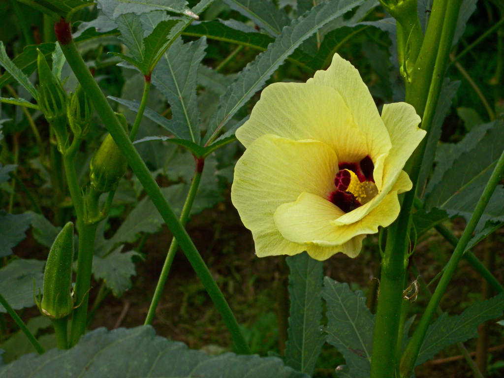 オクラの花