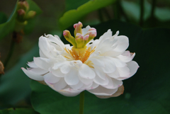 蓮　⑦ 白 八重咲き