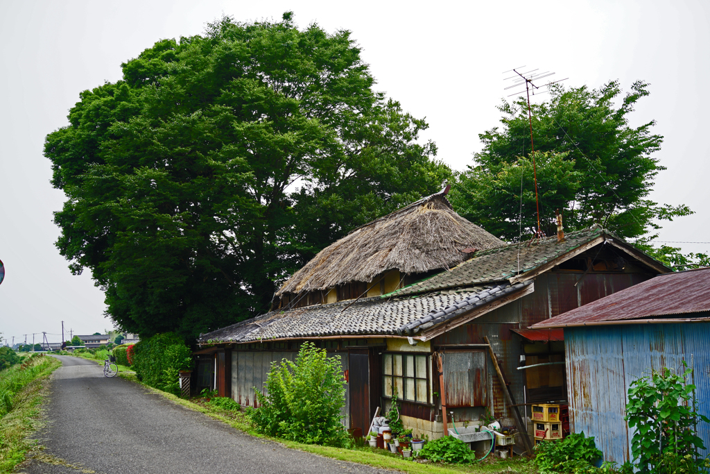 谷田川土手の藁ぶき屋根