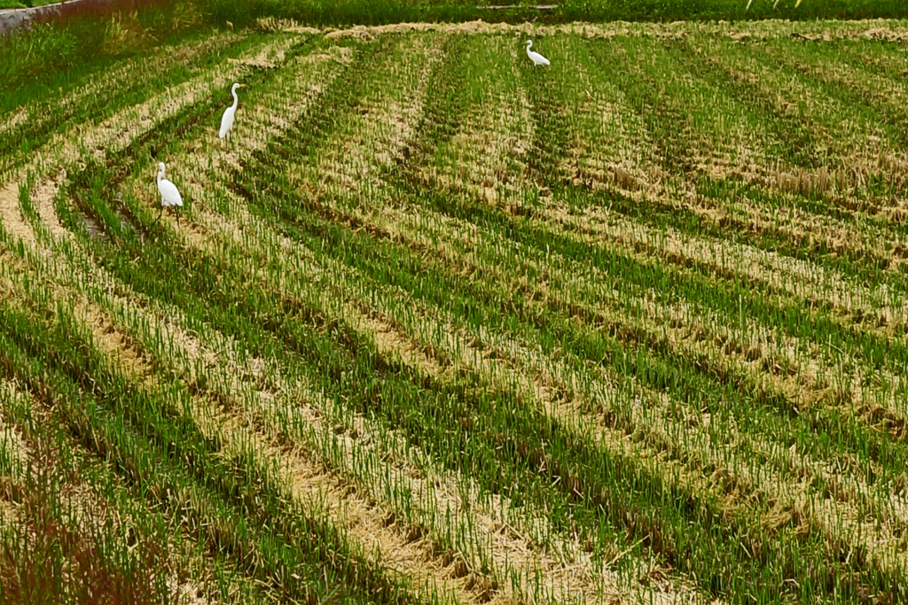 田園模様と白鷺