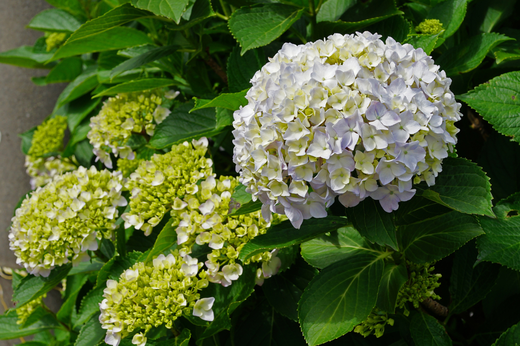 紫陽花　白く輝く