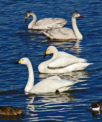 寒い所が好きなんだ。　白鳥の親子