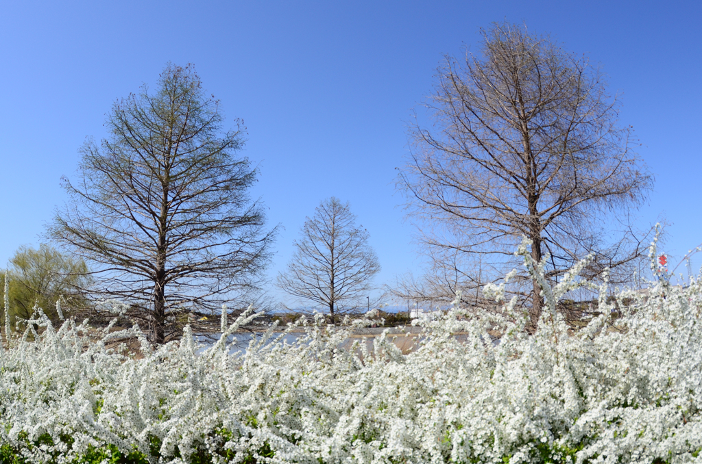 雪柳と目覚める木々