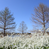 雪柳と目覚める木々