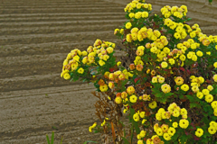 野菊と田圃