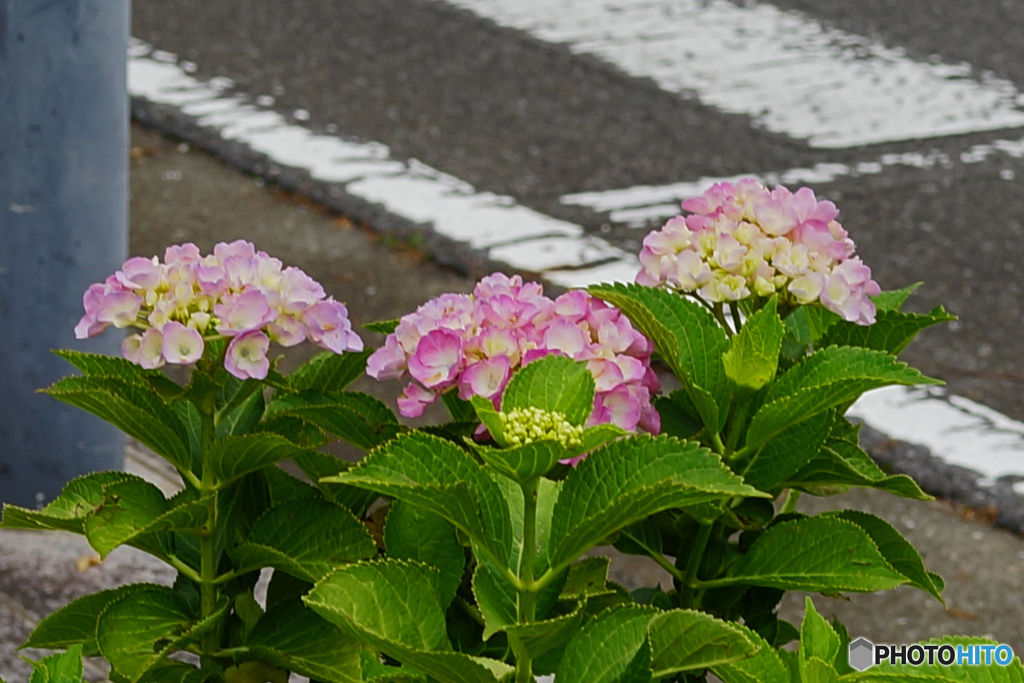 道端に咲く　② 可愛い色の三姉妹