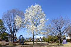 ♪白い花が咲いてた♪