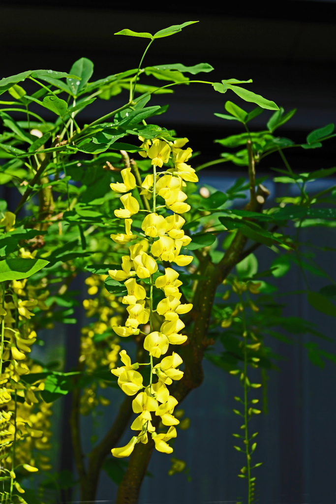 五月の花  キングサリ