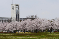 桜は学校によく似合う