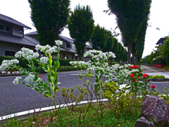 道端に咲く　真夏の初雪草 ①