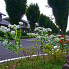 道端に咲く　真夏の初雪草 ①