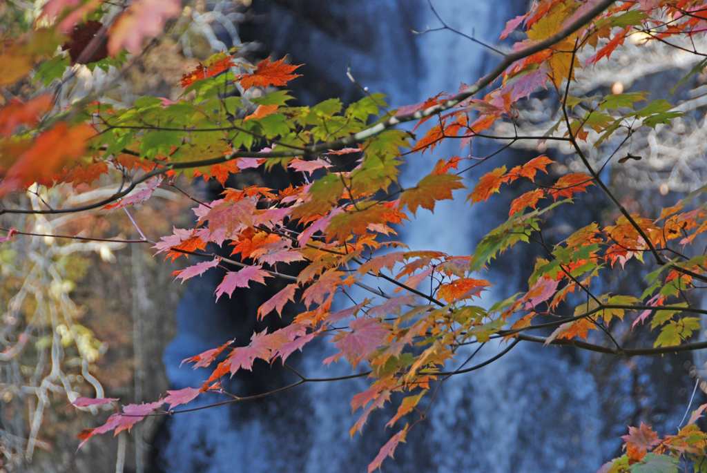 紅葉の小中大滝　②