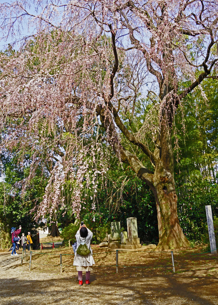 しだれ桜　開花