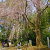 しだれ桜　開花