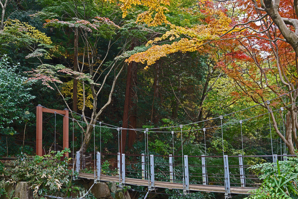 小さな吊り橋と黄葉
