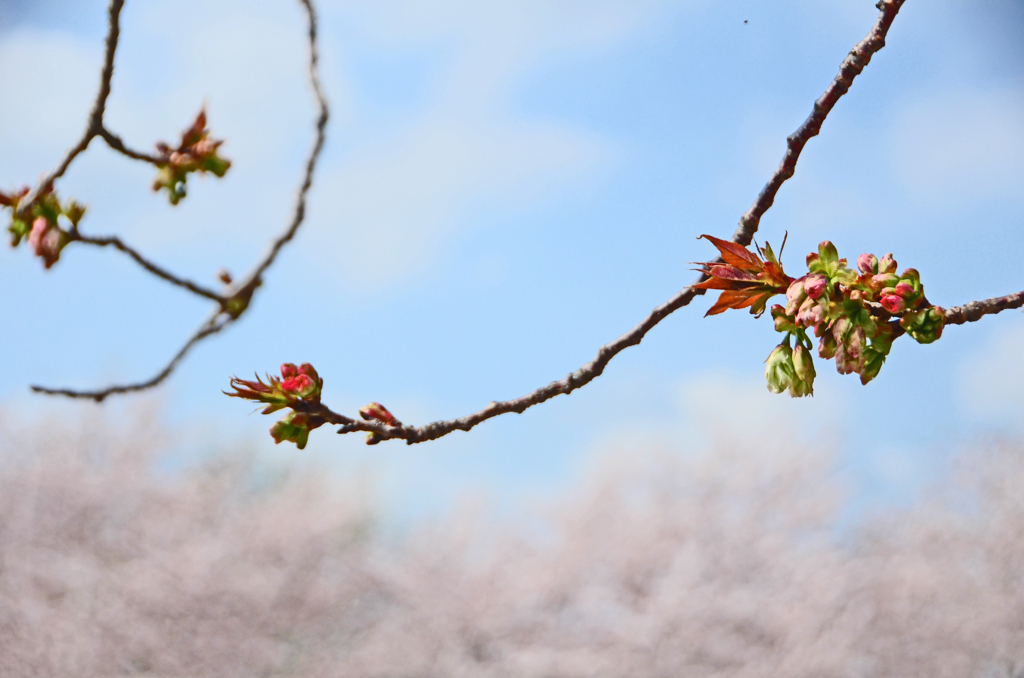 桜 バトンタッチ（ソメイヨシノ⇒御衣黄桜）