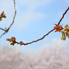 桜 バトンタッチ（ソメイヨシノ⇒御衣黄桜）