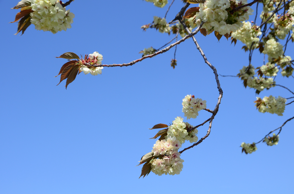 御衣黄桜　② 咲きっぷり