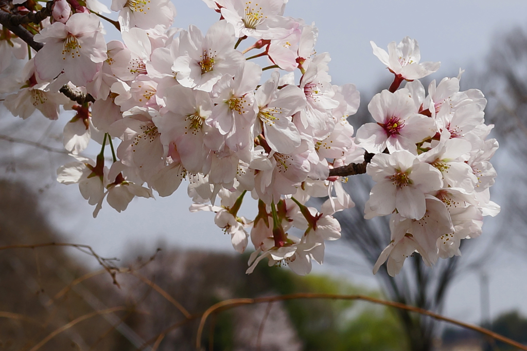 桜 満開一枝