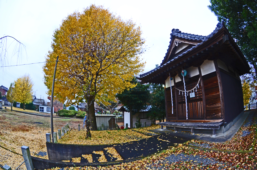 ぶっ散らかし屋の大銀杏