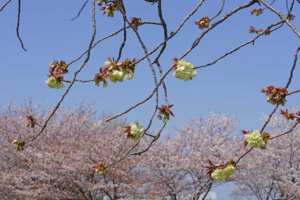 2020御衣黄桜　➀ 咲き始めました