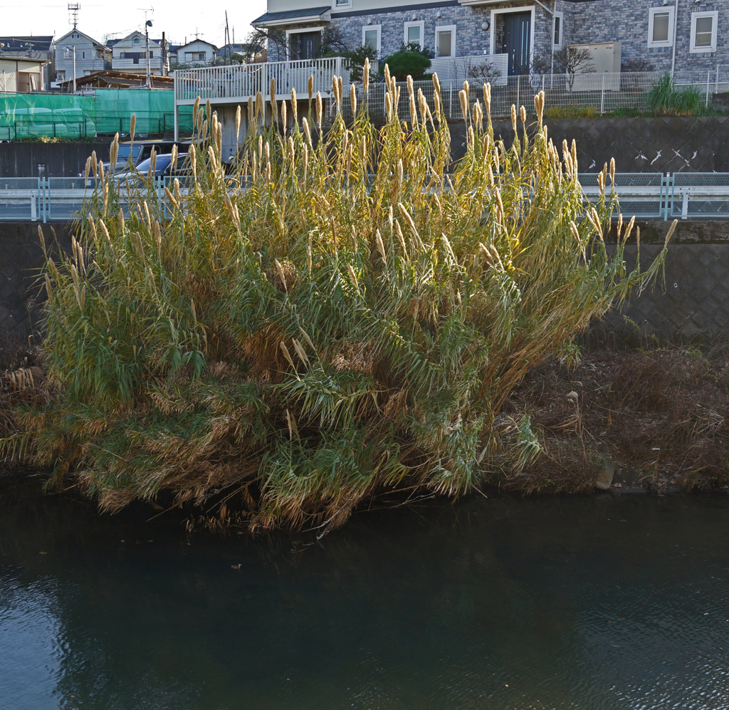 この草木？？  ①「あなたのお名前なんてーの」