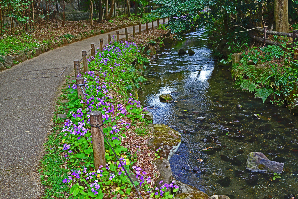 春の小川　①紫色に縁どられて