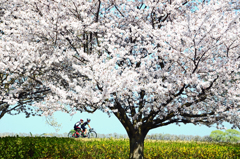 桜とサイクリスト①