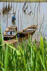 初夏の水路　② 新生ヨシと待ち受け漁の網・小舟