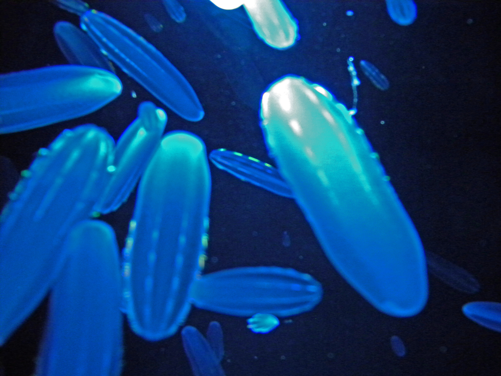 加茂水族館　② ツノクラゲ