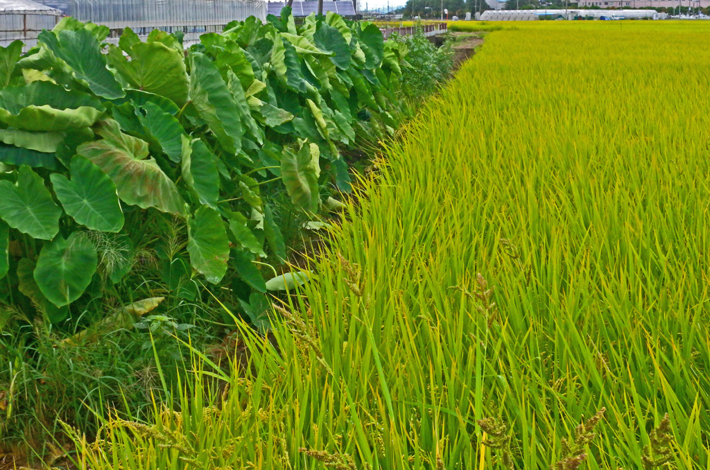 田園風景　⑦田圃と里芋畑