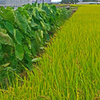 田園風景　⑦田圃と里芋畑