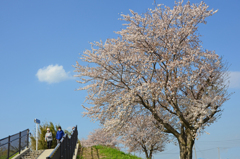 雲と 桜と マスク三つ