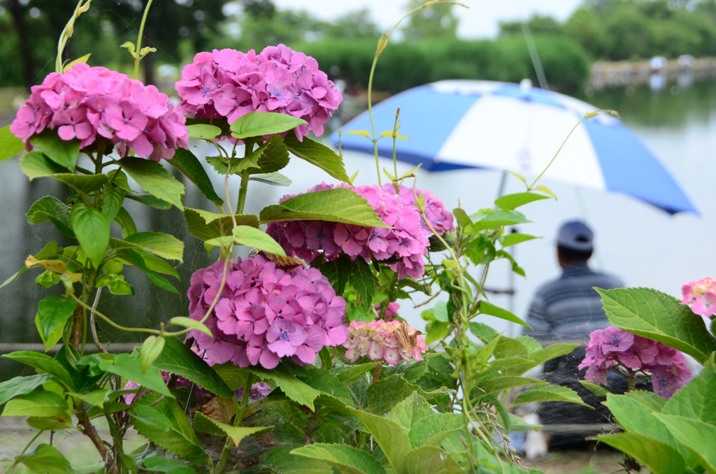 釣り人と紫陽花①