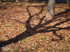 秋日和　② 落葉と影