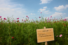 コスモス「花の海」　⑥ 田圃オーナー メッセージ