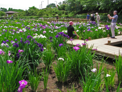 館林花菖蒲祭り　① 花菖蒲園