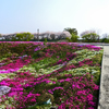 芝桜土手