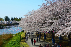 お花見日和