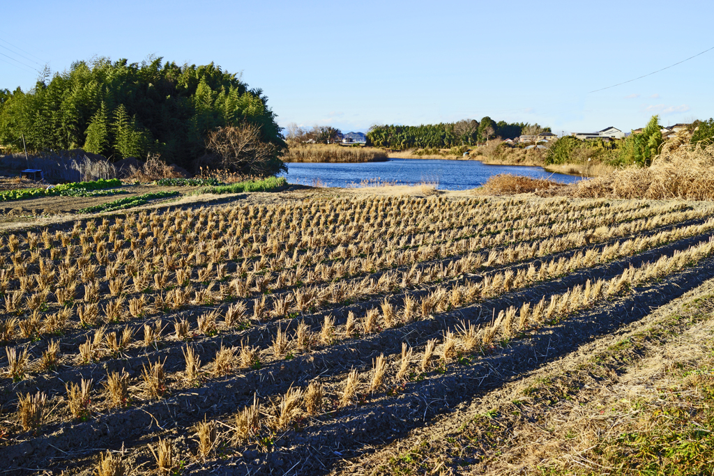 冬の田園風景　③ 沼の畔の小さな田圃