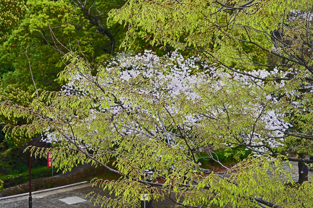 バトンタッチ（桜⇒新緑へ）