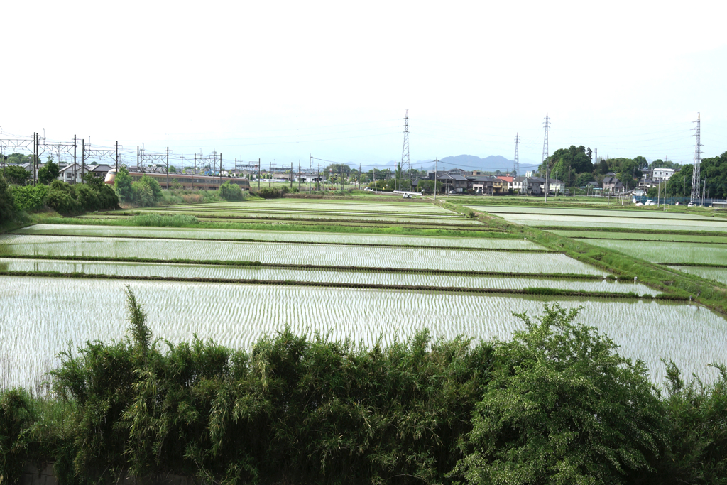 田植えの済んだ青田の中を行く特急